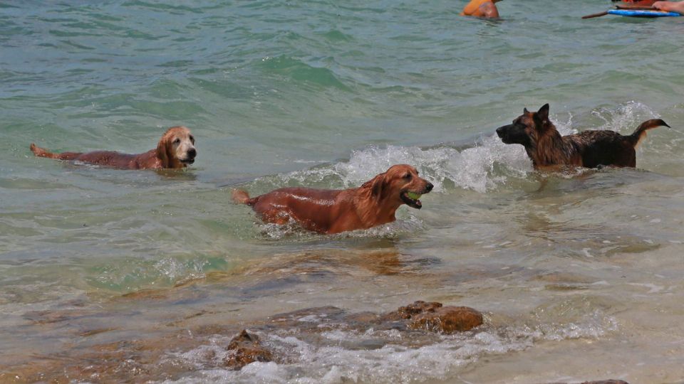 El calor también les afecta, por eso es importante cuidarlos en esta ola de calor.