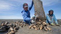 Establece Coepris Veda Sanitaria en Mulegé Baja California Sur, por presencia de Toxina en Mariscos de Concha