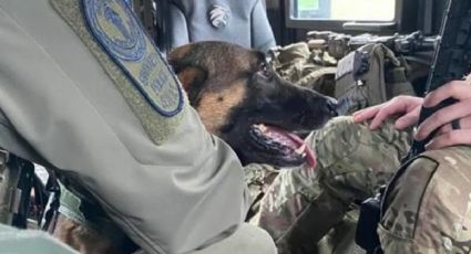 como entrena la policia a sus perros