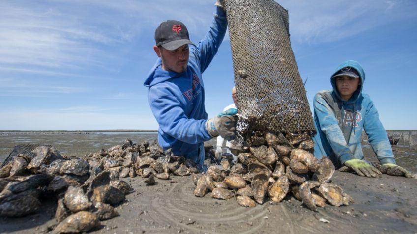 Establece Coepris Veda Sanitaria en Mulegé Baja California Sur, por presencia de Toxina en Mariscos de Concha