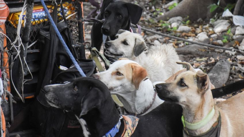 Torturan, empalan y matan a decenas de animales, esta casa en Coyoacán es un horror 