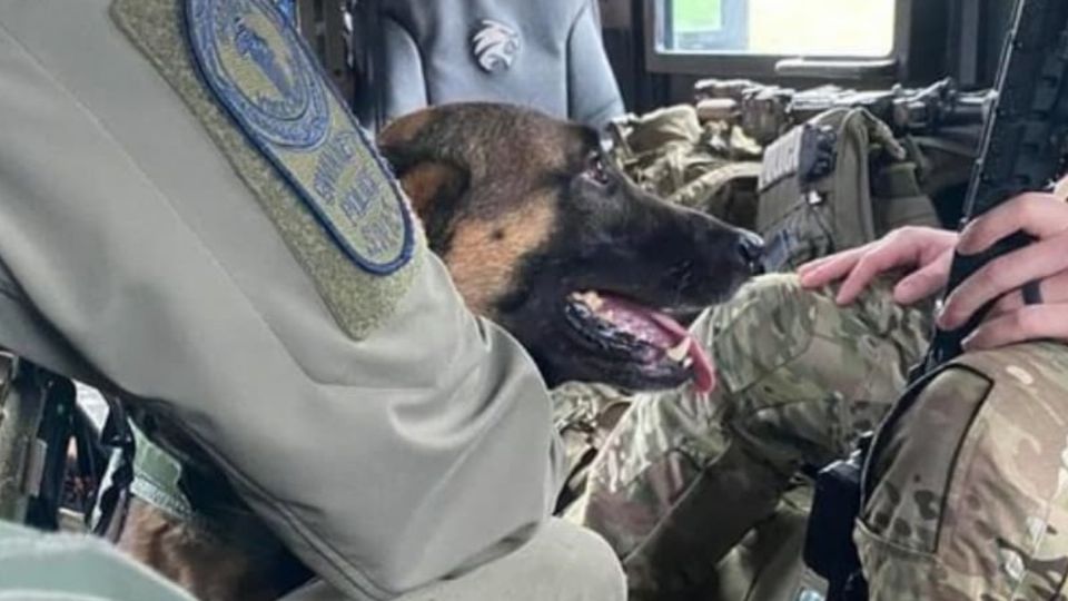 La Policía de Houston tiene una academia para entrenar perros.