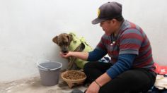 Croquetas para perro económicas y de buena calidad