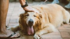 Segunda Onda de Calor: a cuáles perros NO se les debe de rapar