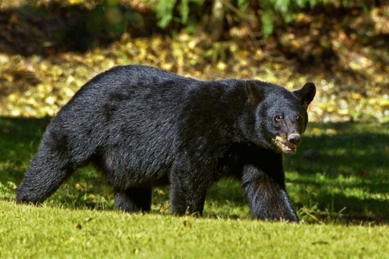 Oso salvaje