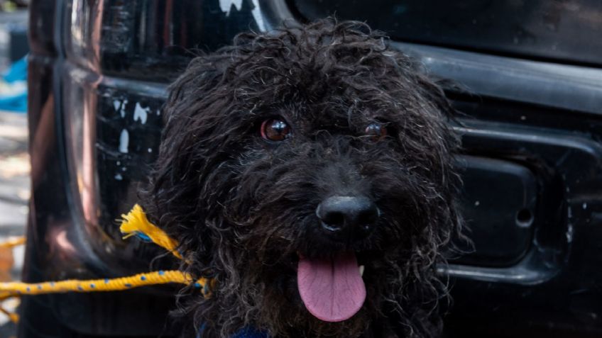 Rescatan decenas de perritos de predio en Culhuacán