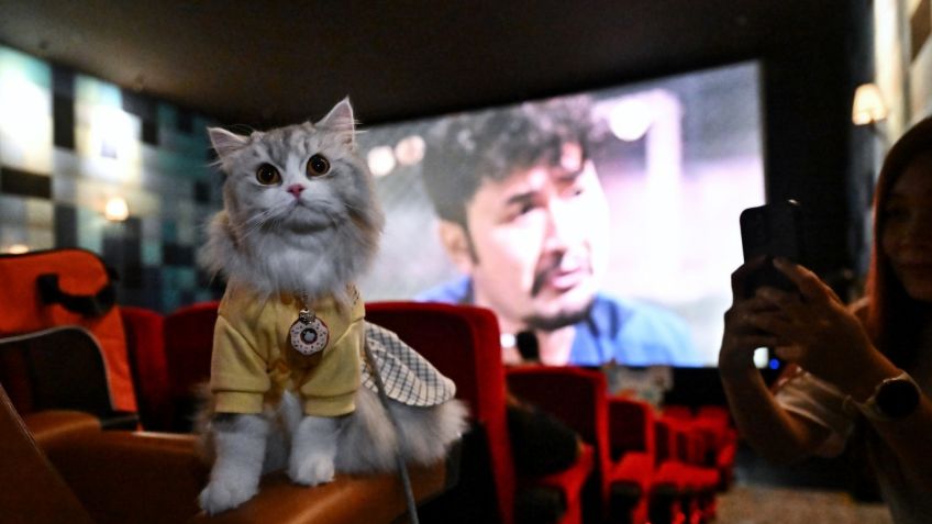 ¡Con todo y michis! Abren salas de cine pet friendly