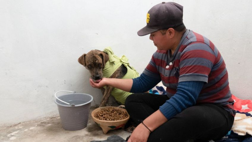 Croquetas para perro económicas y de buena calidad