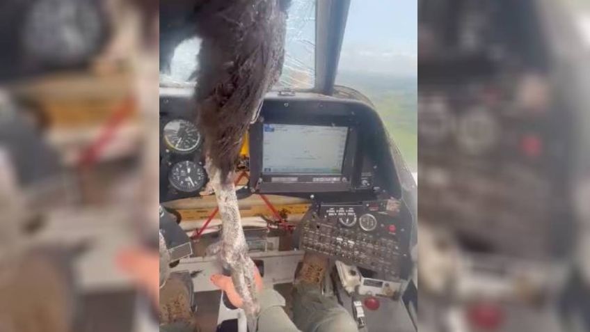 VIDEO: un enorme cóndor queda muerto al estrellarse en un avión en pleno vuelo, así lo resolvió el piloto