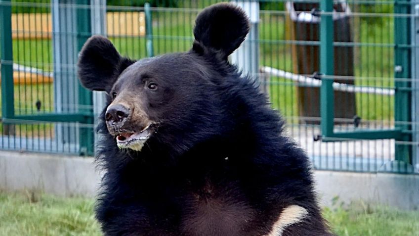 Un oso hambriento arruinó fiesta privada al robarse la comida delante de todos