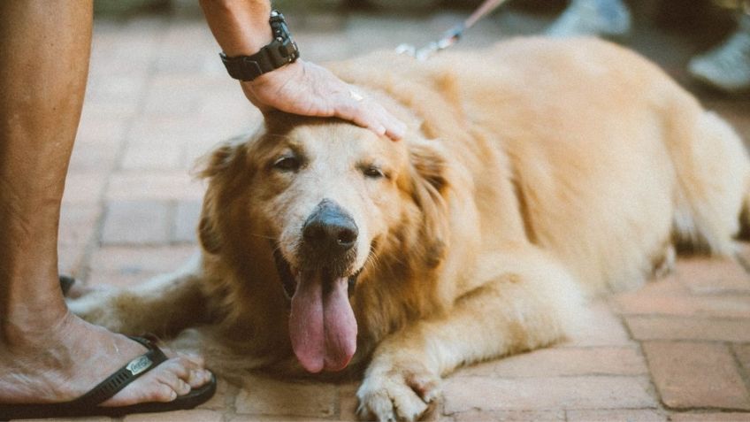 Segunda Onda de Calor: a cuáles perros NO se les debe de rapar