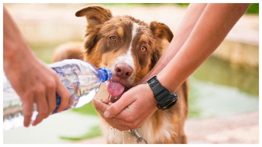 5 tips para refrescar a tu peludito en verano y evitar golpes de calor