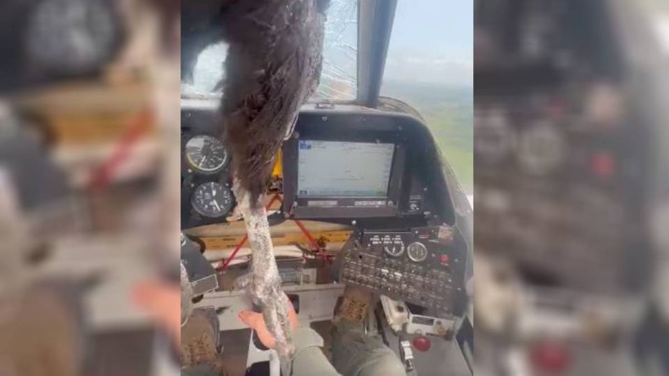 El cóndor andido se estrelló en el avión.