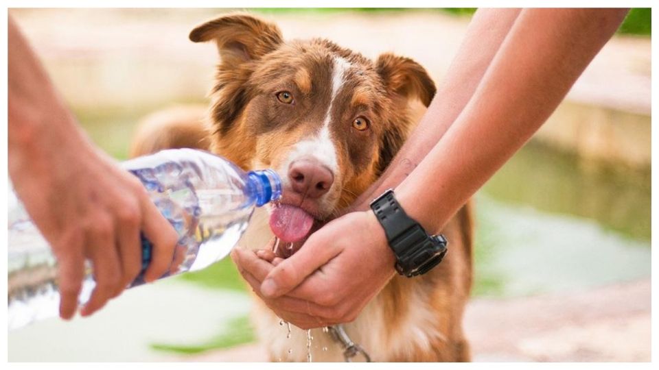 Los lomitos se encuentran entre los grupos más vulnerables por la onda de calor 