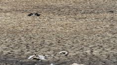 Víctimas del calor: cientos de aves mueren en las costas del Pacífico