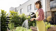 ¡Cuidado! No riegues tus plantas con esta agua porque pueden pudrirse o marchitarse