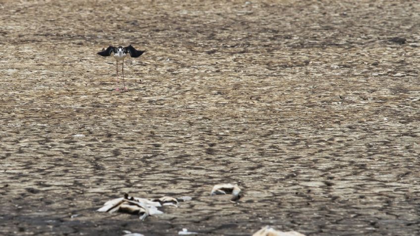 Víctimas del calor: cientos de aves mueren en las costas del Pacífico