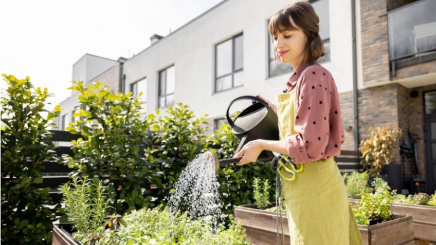 ¡Cuidado! No riegues tus plantas con esta agua porque pueden pudrirse o marchitarse