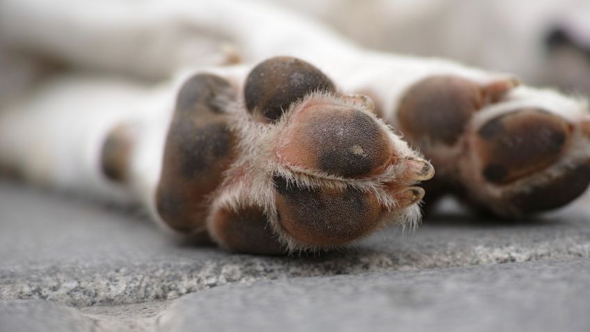 Adoptó a un perrito solo para asesinarlo y fotografiar su cadáver, el caso de la adolescente que indigna a Puebla