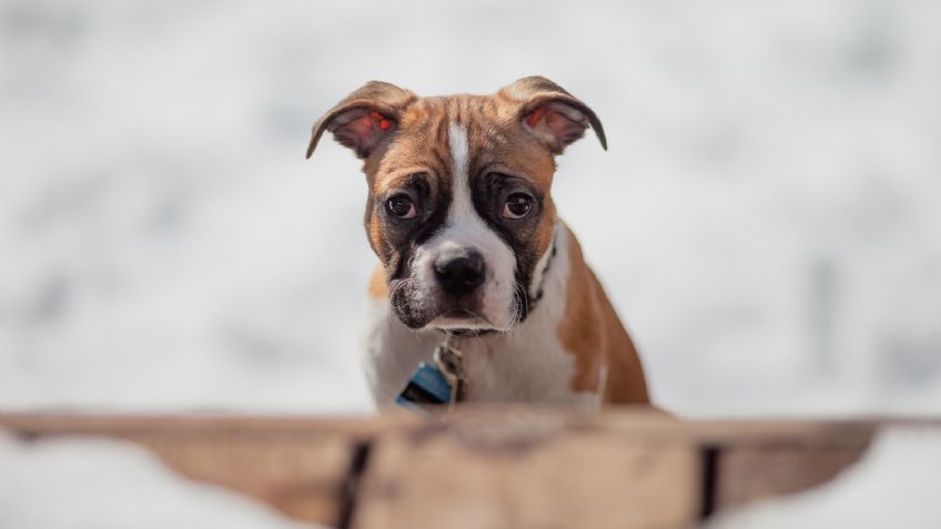 Perfume para perros casero, así puedes hacer que tu lomito huela rico todo el día