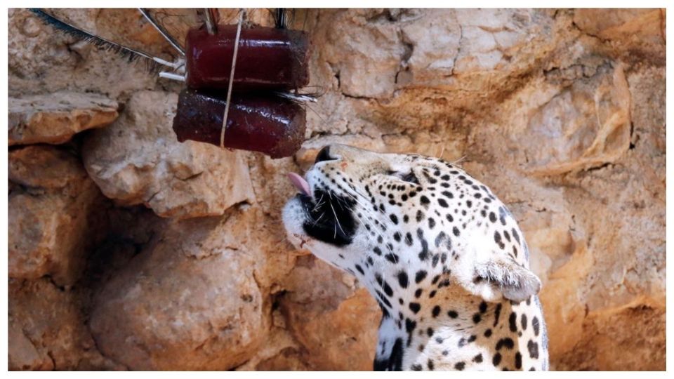 En Mérida dan paletas de hielo a animales de zoológicos para refrescarse