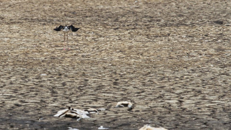 Al no encontrar su alimento, las aves mueren víctimas del hambre y el calor.