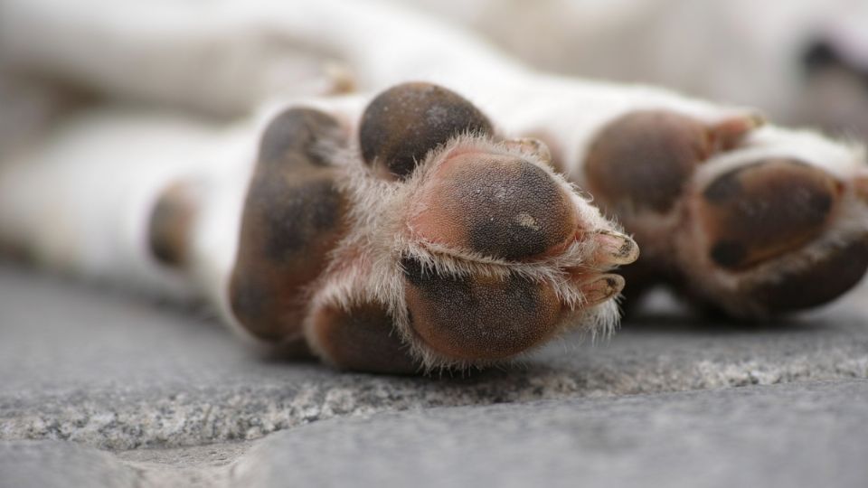 Un perrito recién nacido fue asesinado por una estudiante de Secundaria