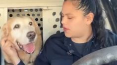 VIDEO | Bubu, el perrito policía que se jubila y su despedida roba lágrimas en Tiktok