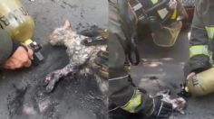 ¡Héroes! Bomberos rescatan a un gatito en el feroz incendio de Santa María la Ribera