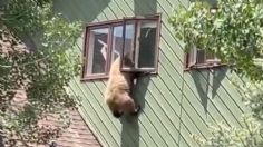 Como un ladrón: un oso entra a una casa por la ventana y se roba las chuletas del refrigerador