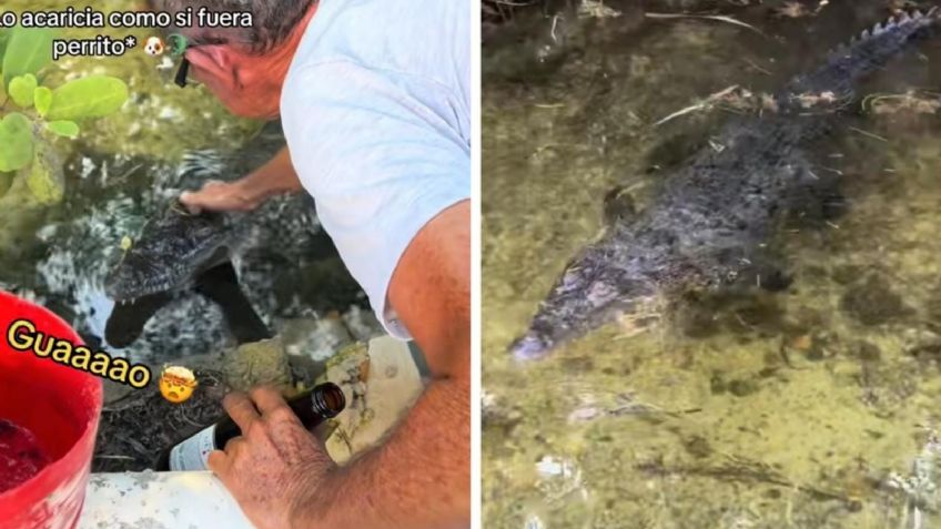 Él es "Juancho", el cocodrilo viral que se cree perrito y enamoró a TikTok | VIDEO