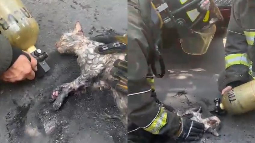 ¡Héroes! Bomberos rescatan a un gatito en el feroz incendio de Santa María la Ribera