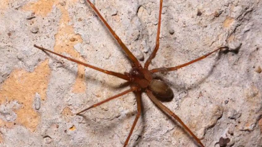 Araña violinista: ¿cuánto tarda en hacer efecto su letal mordedura?