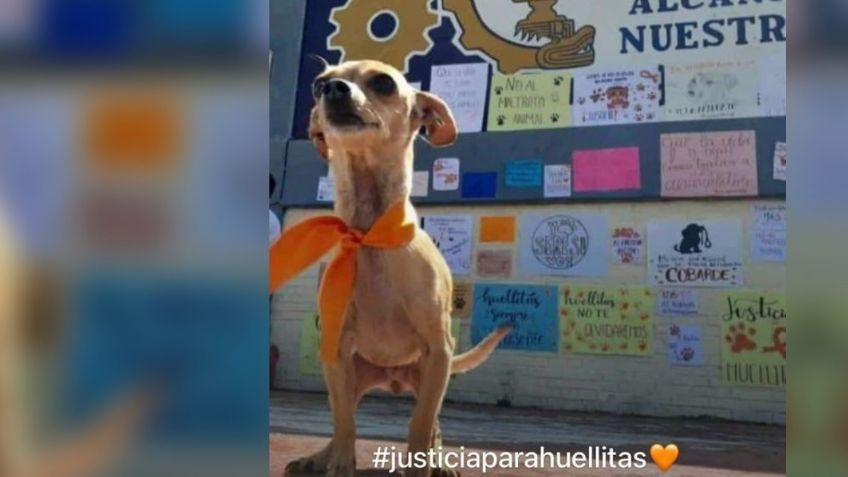 La adolescente que asesinó al perro "Huellitas" ya recibe atención psicológica: “Es un caso que se debe de atender"