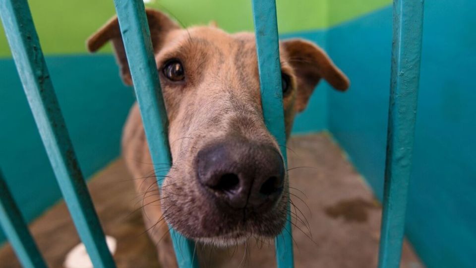 El próximo domingo 25 de junio la sociedad civil, ya tiene contemplada una marcha para defender los derechos de los animales.