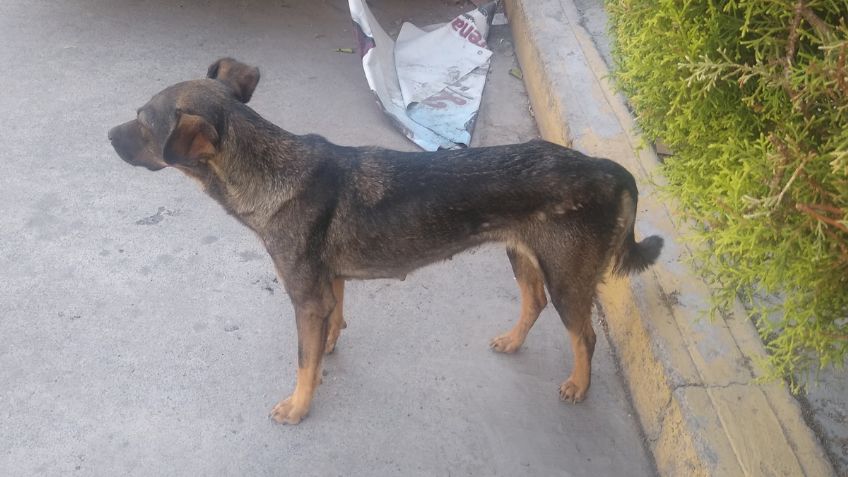 El indignante caso de una perrita que fue abusada sexualmente, los supuestos dueños negaron que fuera suya