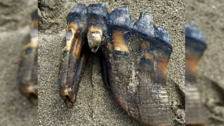 Caminaba por la playa y encontró el diente de un animal de más de 10 mil años de antigüedad