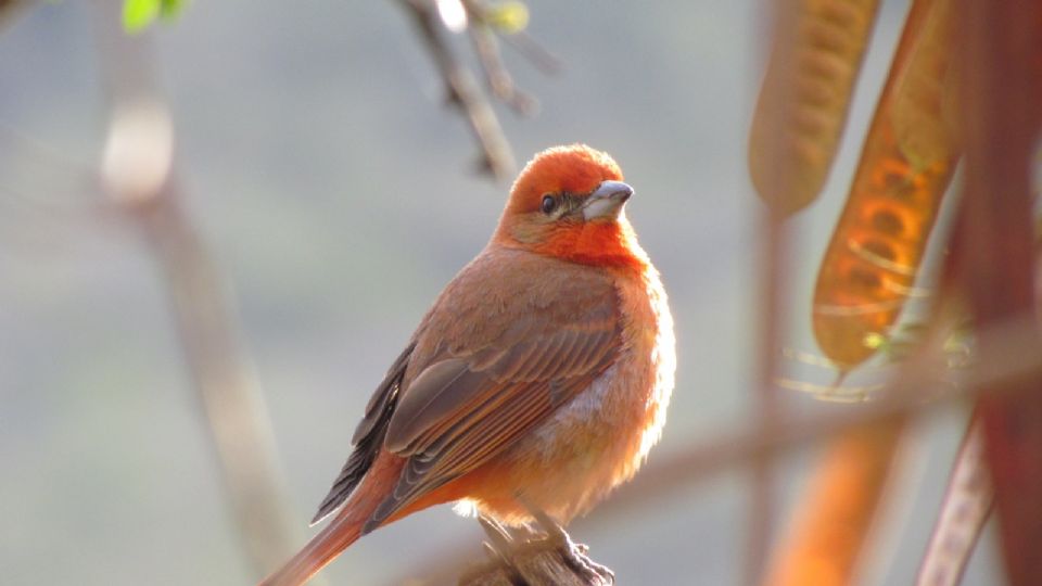 El Cerro de la Silla es hogar de 200 especies de aves