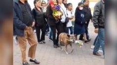 El conmovedor video de una perrita que lleva flores en el funeral de su dueño: "fieles hasta la muerte"