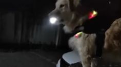 VIDEO | Perrito recoge a su dueña en la parada de autobús y lleva linterna para alumbrar el camino