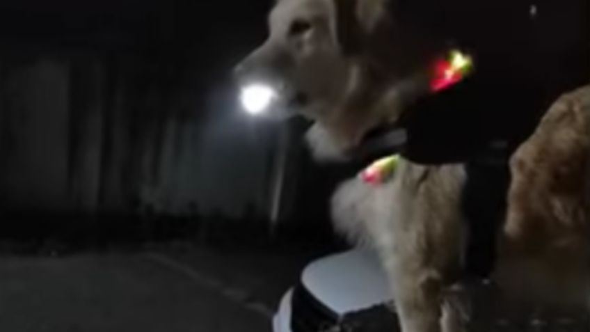 VIDEO | Perrito recoge a su dueña en la parada de autobús y lleva linterna para alumbrar el camino