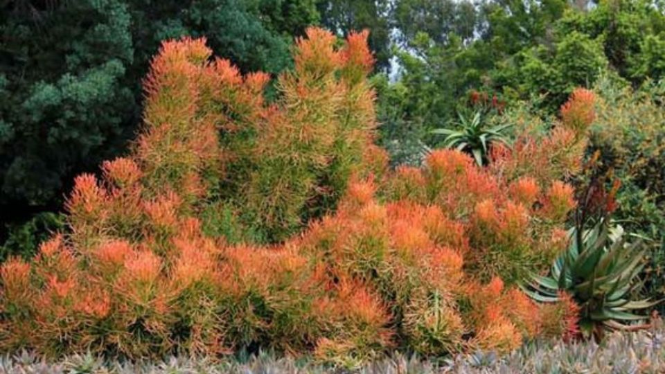 Según el Feng Shui es necesario que saques inmediatamente esta planta de tu casa ya que puede atraer desgracias.