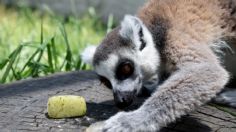 Protegen a animales del calor en Zacango