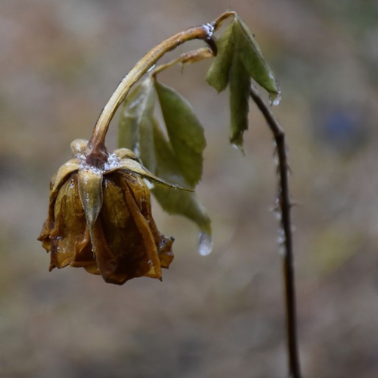 Flor marchita