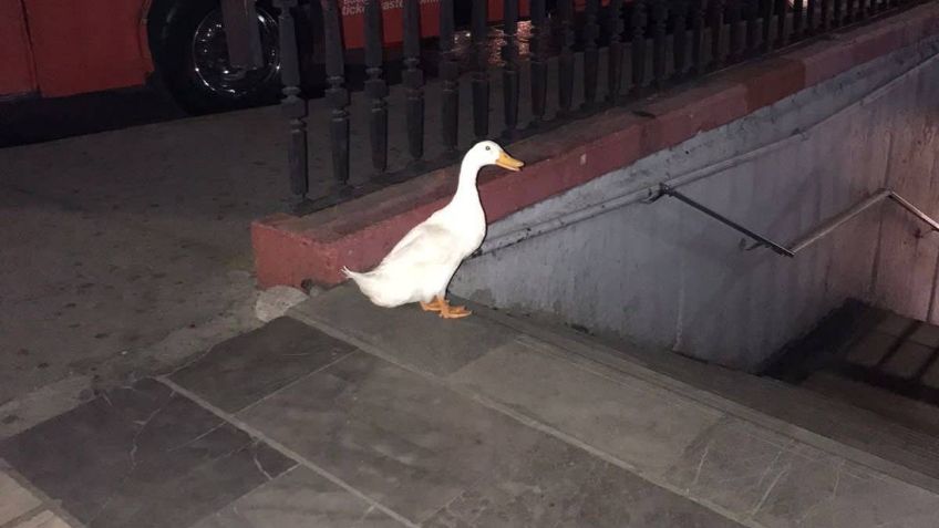 FOTOS: un pato escapa de Chapultepec y enternece las redes al querer entrar al Metro