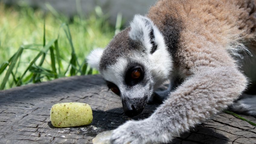 Protegen a animales del calor en Zacango