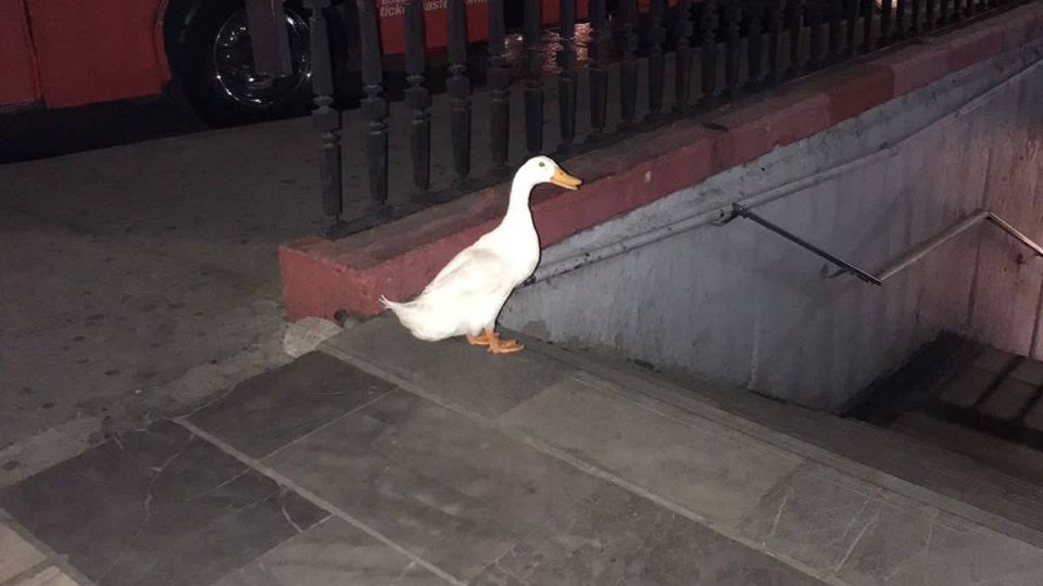 El pato caminó un largo camino desde el lago de Chapultepec al Metro.