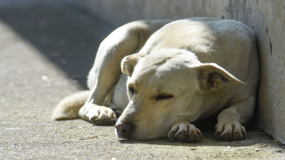 El hombre había pateado al perrito.