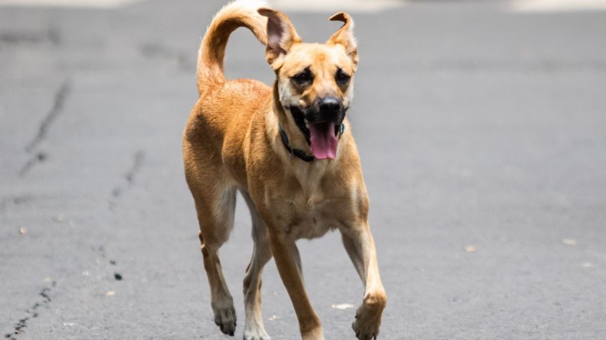 Las devastadoras cifras del maltrato animal en México: capitalinos marcharán este domingo para pedir un alto