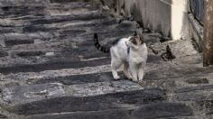 Alertan por gato tóxico en Japón